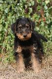 AIREDALE TERRIER 072